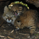Illustration for article titled ZOMG BABY PAMPAS CATS!!!